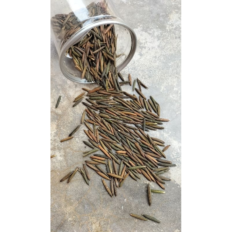 เม็ดเปาะแป๊ะ เม็ดต้อยติ่ง บรรจุ50 ฝัก ถุงละ 20 บาท