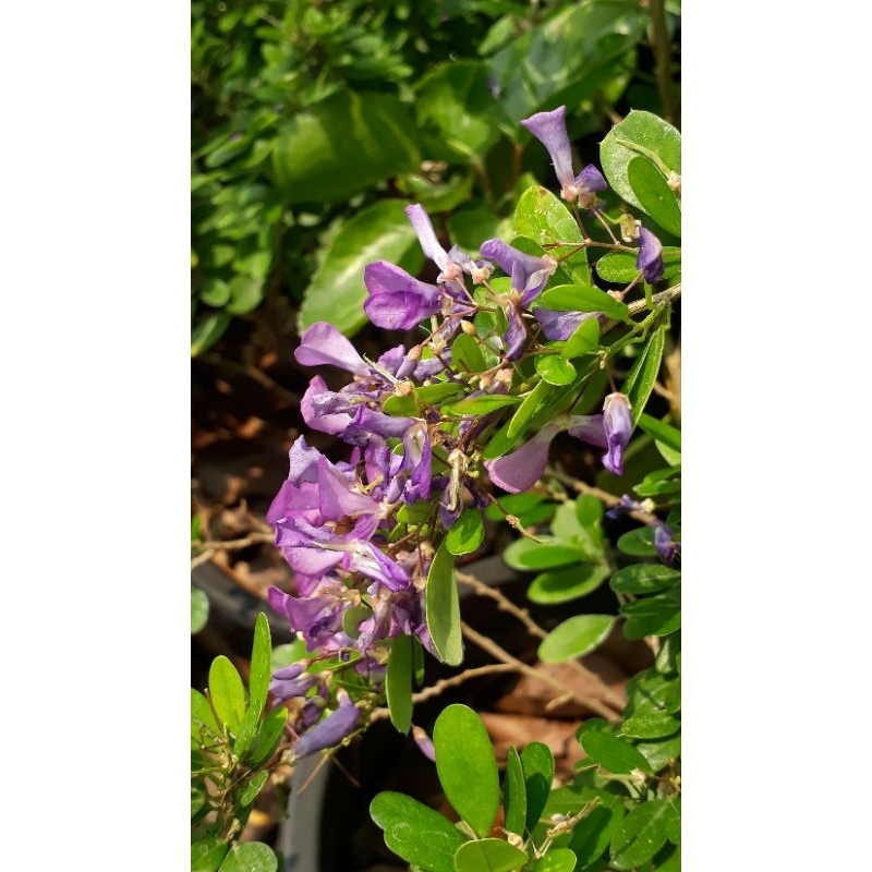 ม่วงเจริญใบใหญ่ กระถาง 11 นิ้ว ต้นสวยและแข็งแรง (กทม)