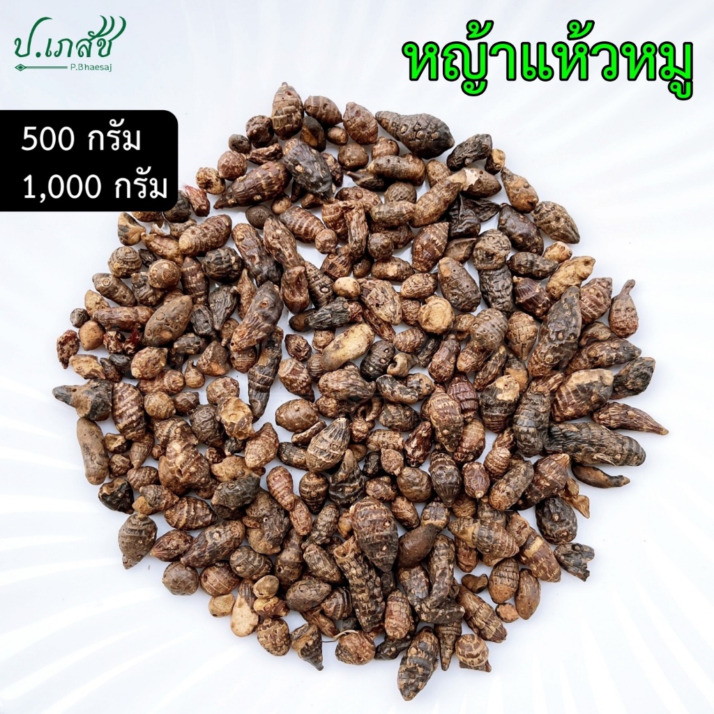 หญ้าแห้วหมู (500 / 1000 กรัม) แห้วหมู หัวแห้วหมู หญ้าแห้วหมูแห้ง หญ้าขนหมู Nut grass
