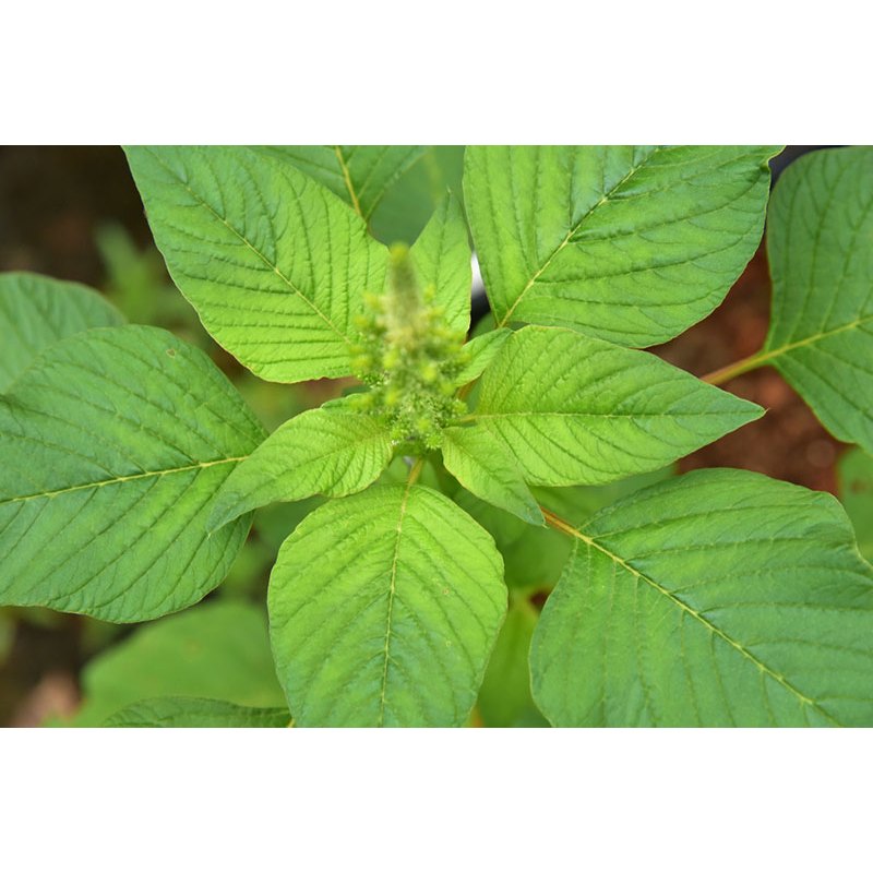 ต้นพันธุ์  ผักโขมเขียว ผักโขมแก้ว โขมเขียว พร้อมปลูกในถุงดำ 29บาท  ผักโขมมีโปรตีนและแคลเซียมสูง ใบสีเขียว ใบขนาดใหญ่