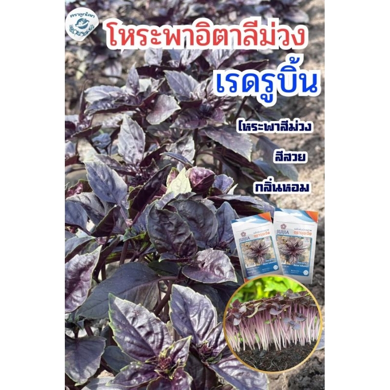เมล็ดพันธุ์ โหระพาอิตาลี สีม่วง (Basil Red Rubin)