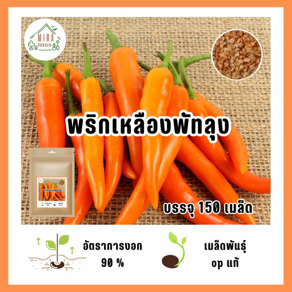 เมล็ดพันธุ์พริกเหลืองพัทลุง 150 เมล็ด