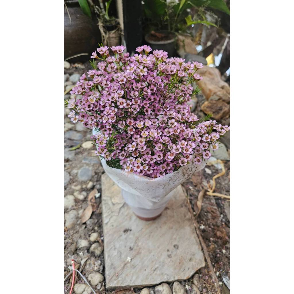 ต้นแว็กซ์ ฟลาวเวอร์ แวกซ์ฟลาวเวอร์ สีม่วง Chamelaucium Wax flower / ledaf