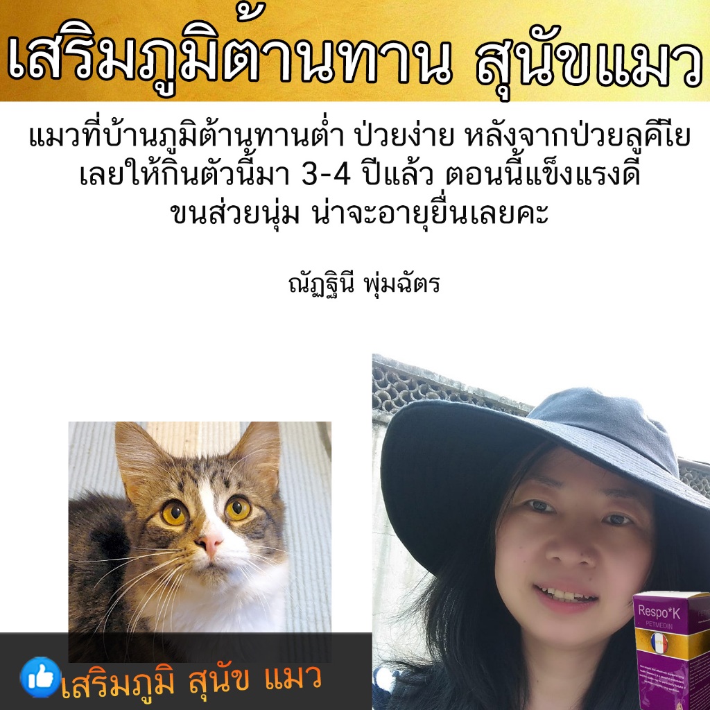 Pet Medin (เพ็ท มิเดอร์) 🐶😻 วิตามินเสริมภูมิ ดูแลหมาแมวป่วยครบวงจร ✅ อาหารเสริมสัตว์เลี้ยง  🔹 เสริมภ