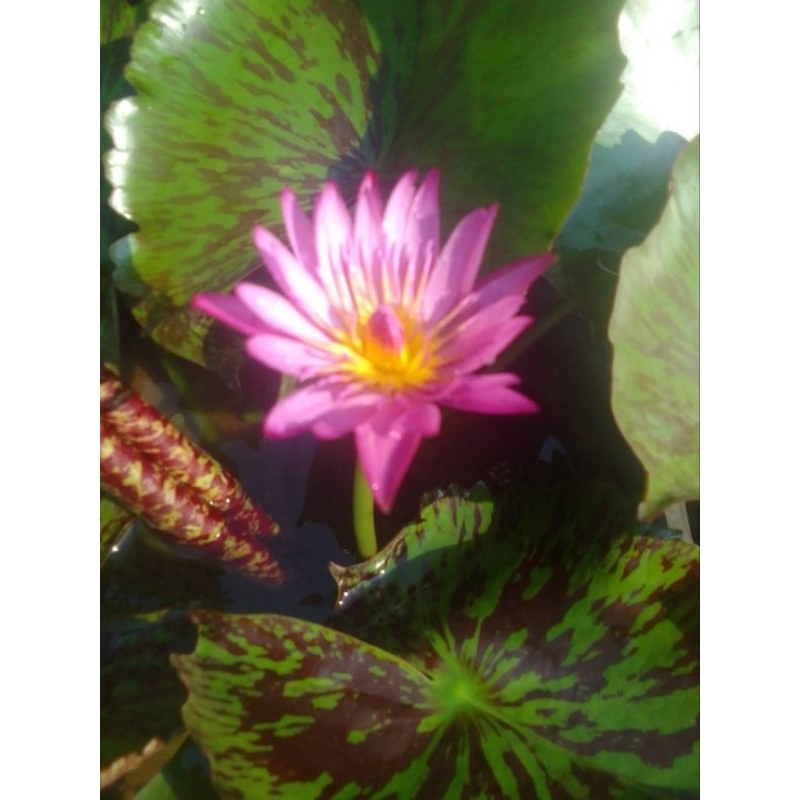 บัวผันบัวไทย 7 สี7ต้นล้างรากส่งราคา299บาท - รูปที่ 3