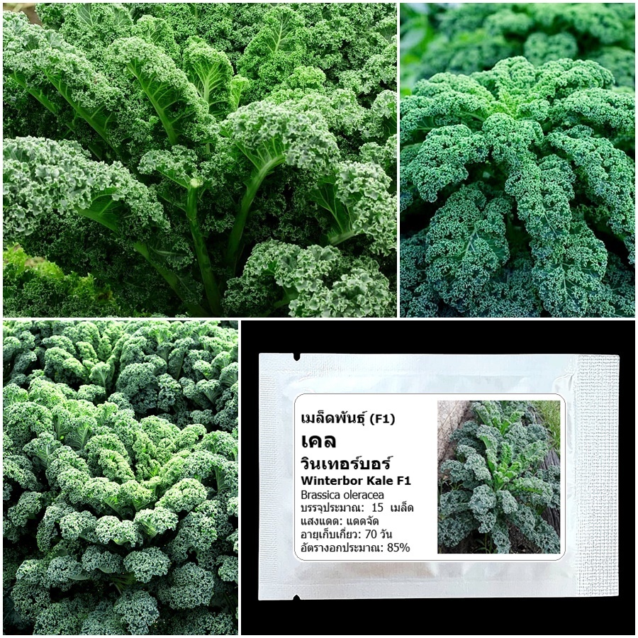 เมล็ดพันธุ์เคล วินเทอร์บอร์ Winterbor Kale F1 Seed 15 เมล็ด คุณภาพดี ของแท้ 100%