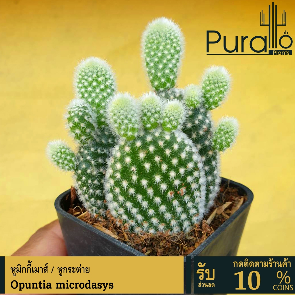 ต้นกระบองเพชร หูกระต่ายกอ Opuntia microdasys (Bunny's ear) หูมิกกี้เมาส์ #cactus #หูกระต่าย #ขนขาว
