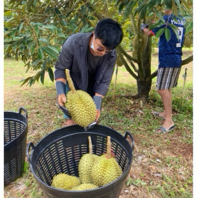 หมอนทองจันทบุรี กรอบนอกนุ่มใน เนื้อแน่นหวานหอมอร่อย เม็ดลีบ จัดส่งทั้งลูก