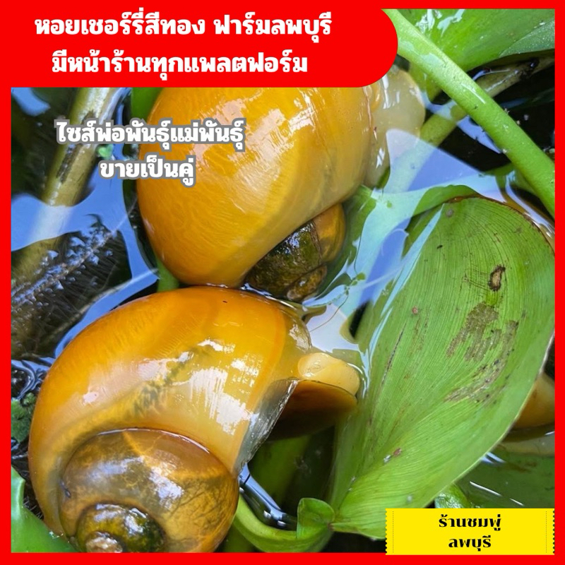 หอยเชอรี่สีทอง พ่อแม่พันธุ์ พร้อมวางไข่ ขายเป็นคู่ นิยมมากตอนนี้ ขนาดใหญ่สีทอง