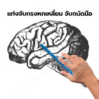 (ยกกล่อง) ดินสอไม้ ดินสอเขียนแบบ STAEDTLER ครบทุกความเข้ม HB , 2B , EE / กล่อง (12แท่ง)