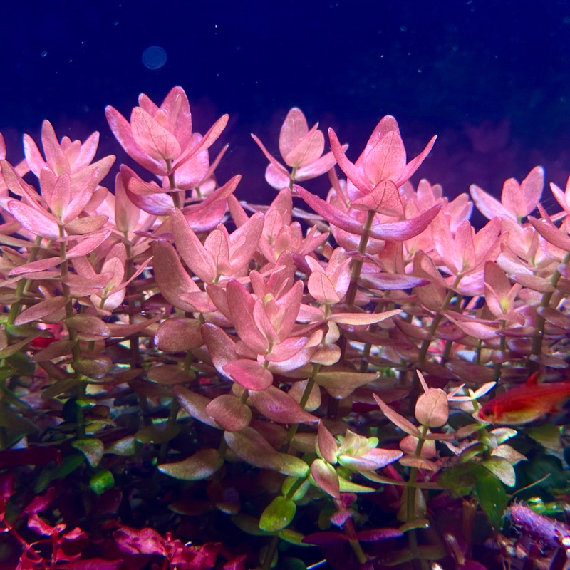 บาโคป้า โคโลลาต้า Bacopa cololata ต้นไม้น้ำ