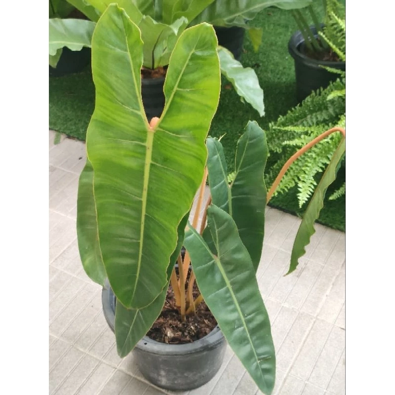 ฟิโลก้านส้ม #Philodendron billietia #