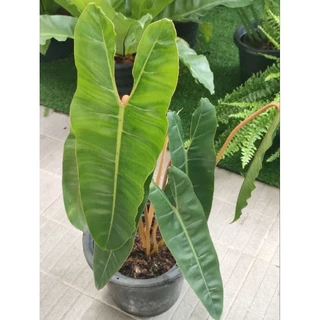 ฟิโลก้านส้ม #Philodendron billietia #