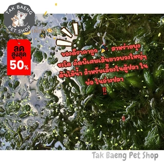 ส่งรวดเร็ว สาหร่ายพุงชะโด คัดพิเศษเส้นยาวพวงใหญ่ๆ ต้นไม้น้ำ สำหรับเลี้ยงในตู้ปลา ในอ่างปลา สาหร่าย จำหน่ายผ่าน shopee