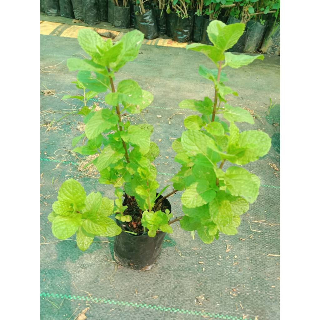 สะระแหน่ Lemon Balm Peppermint  Mint พร้อมปลูกในถุงดำ  ถุงละ 39 บาท เป็นพืชสมุนไพรตามธรรมชาติ
