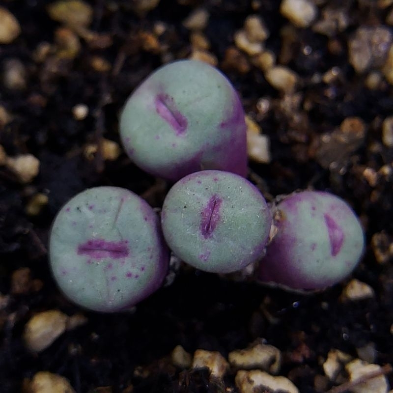 Conophytum pageae หรือ น้องปากแดง