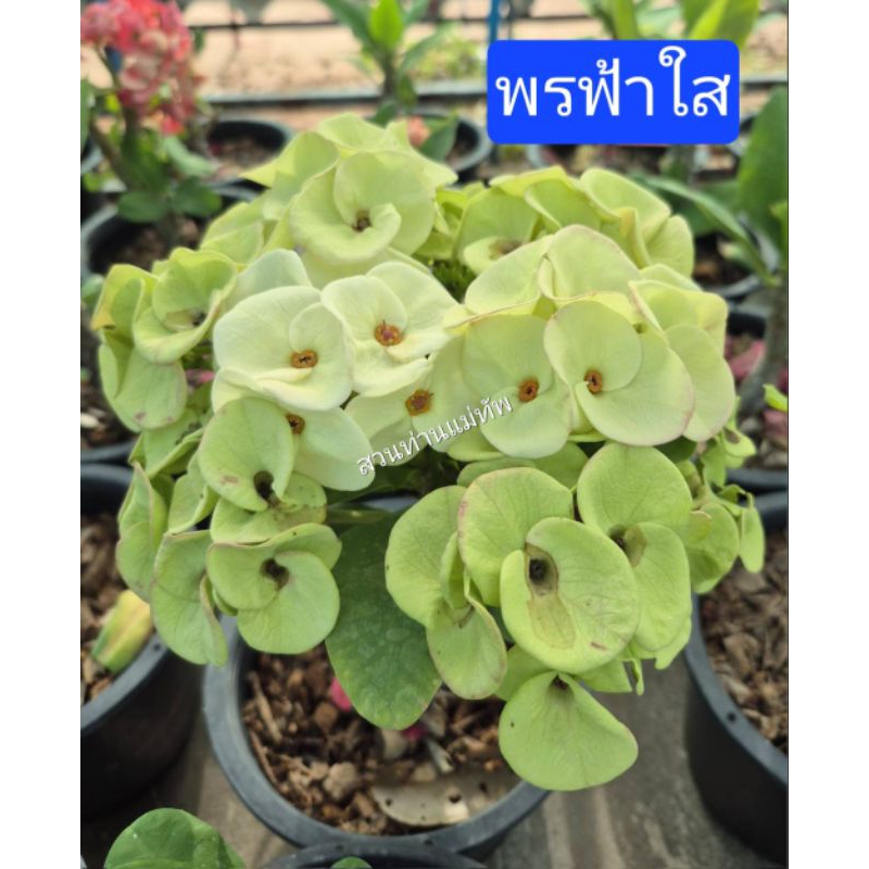โป๊ยเซียน "พรฟ้าใส" ชำกิ่งในกระถาง 2 นิ้ว มีรากแล้วพร้อมย้ายกระถางได้เลย