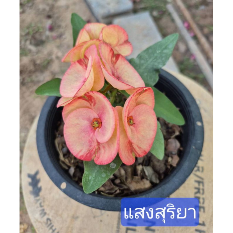โป๊ยเซียน"แสงสุริยา"กิ่งชำกระถาง 2 นิ้วมีรากแล้วพร้อมย้ายกระถางได้เลย