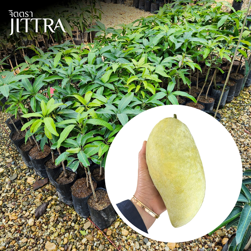 จิตตรา ต้นพันธุ์มะม่วงน้ำดอกไม้มัน เสียบยอดสูง 60-80 cm ปลูกปีเดียวติดลูก เคลมฟรี ต้นเตี้ยผลดก