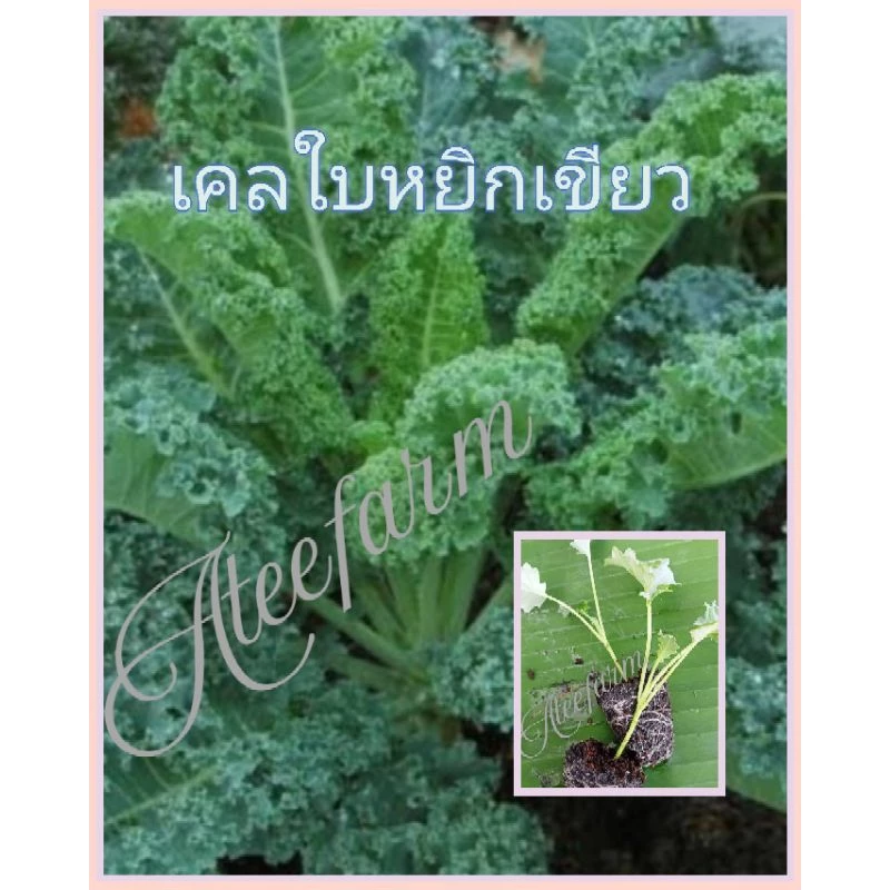 ต้นกล้าผักเคลใบหยิกเขียวพร้อมปลูก10ต้น