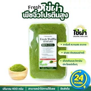 ผักผำ ไข่ผำสด ส่งเย็นไม่เหม็น พร้อมทาน ไม่ต้องล้างซ้ำ จัดส่งภายใน 24 ชม.