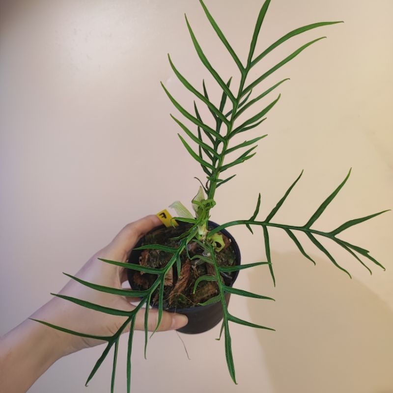 ฟิโลทอทั่ม Philodendron Tortum กระถาง 8 นิ้ว