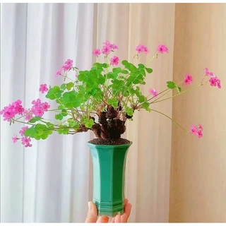 💕Oxalis articulata rubra​ โคลเวอร์​3แฉก💕