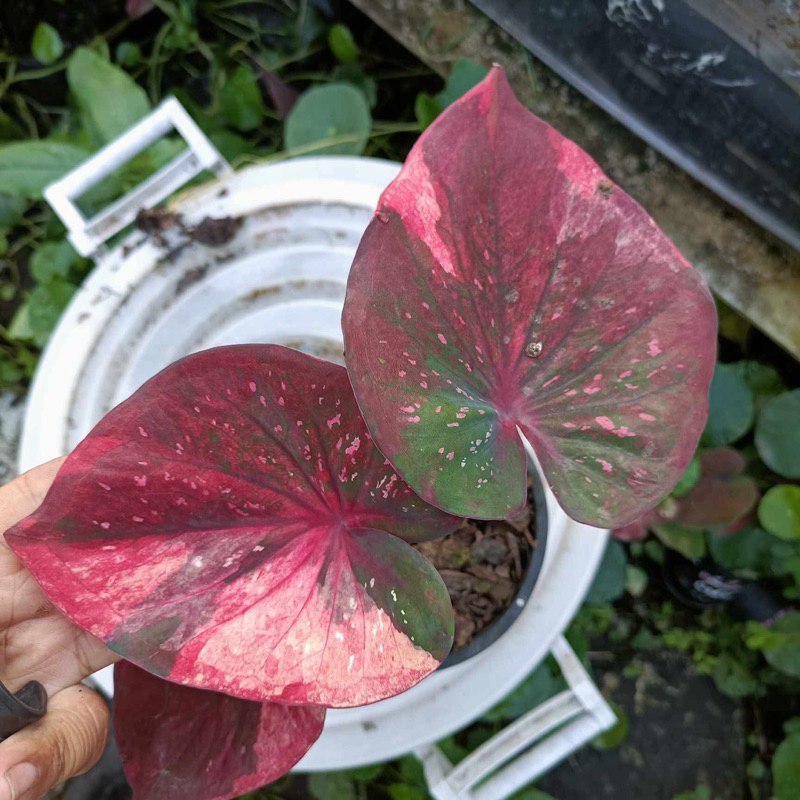 มณีล้อมเพชรแผลงใบป้อมบอนสี