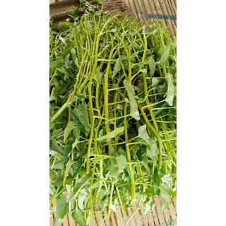 รีบซื้อก่อนหมด!! ผักบุ้งแก้วแตกกอ 39บาท