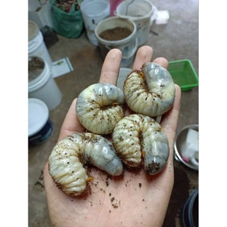 แมทสำหรับเพาะเลี้ยงด้วงกว่าง(40ลิตร)