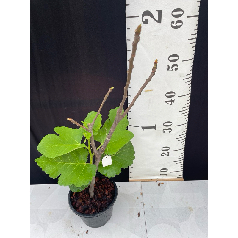 มะเดื่อฝรั่ง Fig พันธุ์ I258 ต้นใหญ่พิเศษ