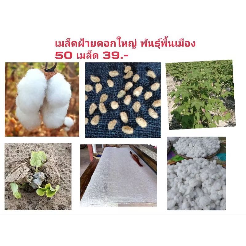 เมล็ดพันธุ์-เมล็ดต้นฝ้าย-สีขาว จำนวน 50 เมล็ด 39 บาท