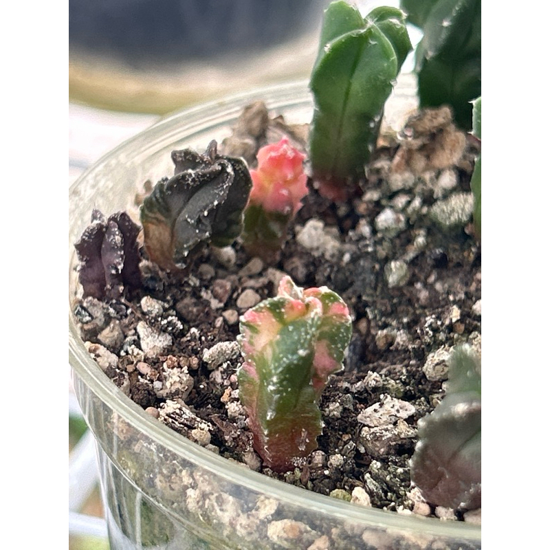 เมล็ดแคคตัสมายริโอ้ มายริโอด่าง  50เมล็ด (Myrio variegata)วาริเอกาตา ราคา ถูกที่สุด ดีลบีเคเค แกลเลอรีภาพที่ 8