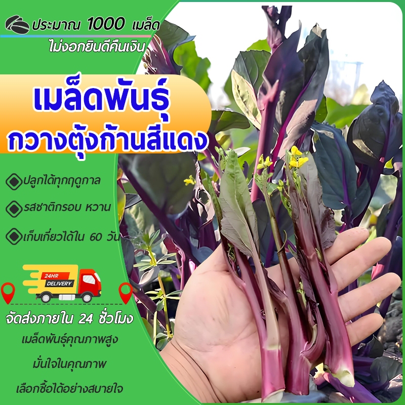 1000 เมล็ดเมล็ดพันธุ์กวางตุ้งก้านสีแดงเมล็ดกวางตุ้งก้านสีแดง เมล็ดกวางตุ้งงอกง่ายโตไว พุ่มใหญ่