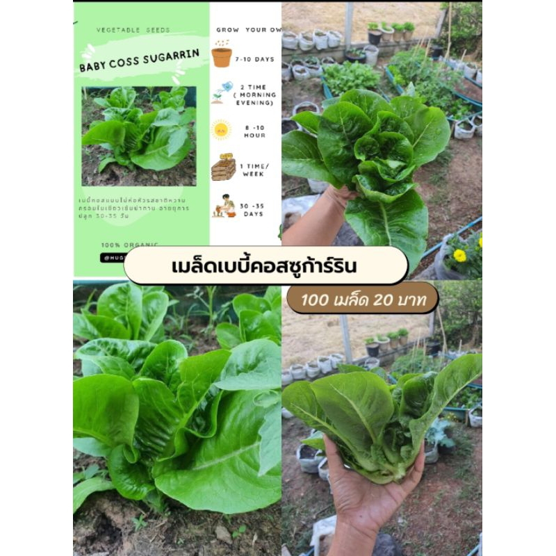เบบี้คอส ชูก้าริน 100 เมล็ด 20 บาท