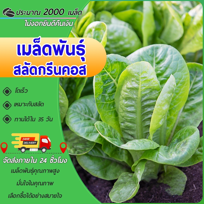 2000 เมล็ด เมล็ดพันธุ์สลัดกรีนคอส เมล็ดกรีนคอส กรีนคอส ปลูกง่าย ทรงต้นสวยเมล็ดผักสลัด  เมล็ดสลัด