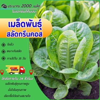 2000 เมล็ด เมล็ดพันธุ์สลัดกรีนคอส เมล็ดกรีนคอส กรีนคอส ปลูกง…