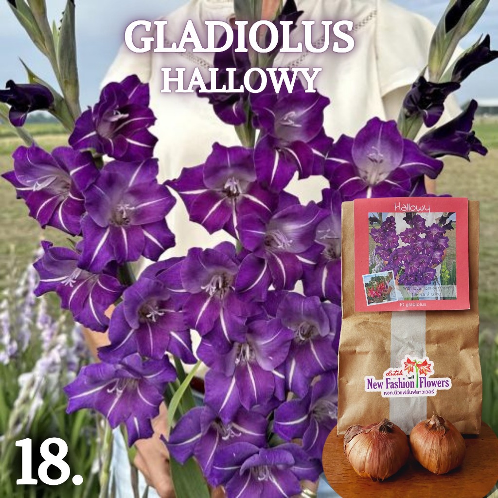 แกลดิโอลัส / Gladiolus สายพันธุ์ใหม่สีทัชใจสุดๆครับ ที่เดียวในไทย ปลูกง่ายออกดอกง่ายเป็นดอกไม้น่าร้อนโดยแท้เลยครับ ราคา ถูกที่สุด ดีลบีเคเค แกลเลอรีภาพที่ 3