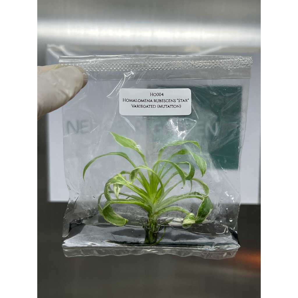 ไม้เนื้อเยื่อ: เสน่ห์จันทร์ประกายดาว: (HO001) Homalomena Rubescens Variegated (Star) Tissue Culture (1 plant/bag)