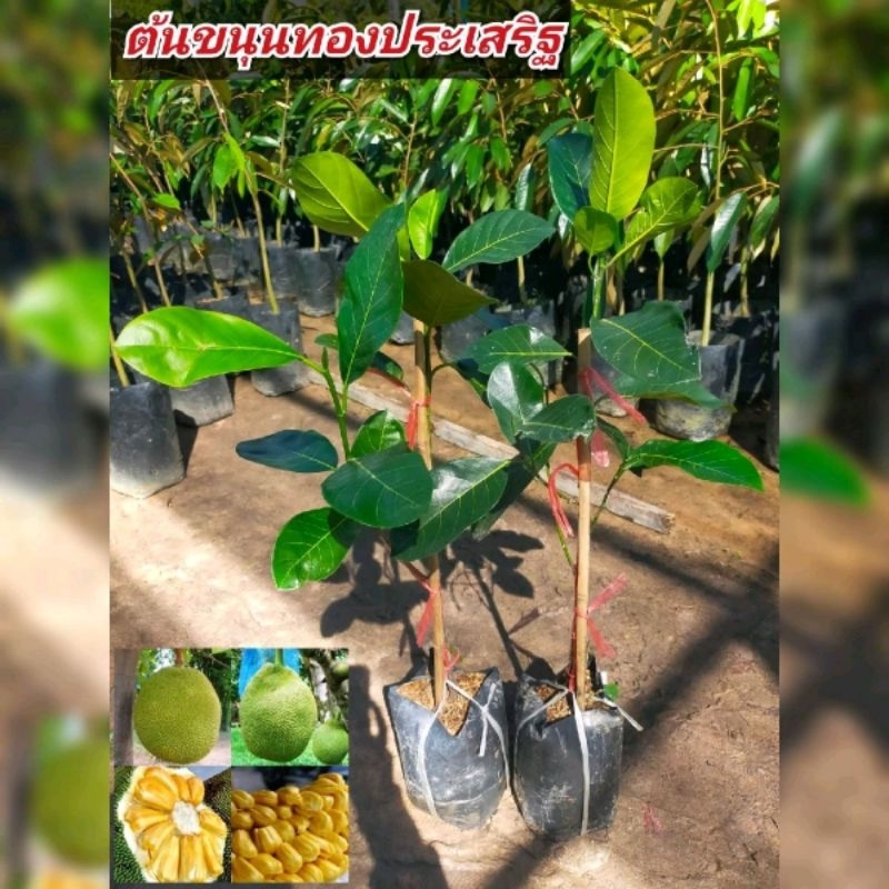 ต้นขนุนทองประเสริฐ ทาบกิ่ง สูง70-80ซม.สามารถติดผลดีได้เรื่อยๆ ตลอดทั้งปี ผลมีขนาดใหญ่
