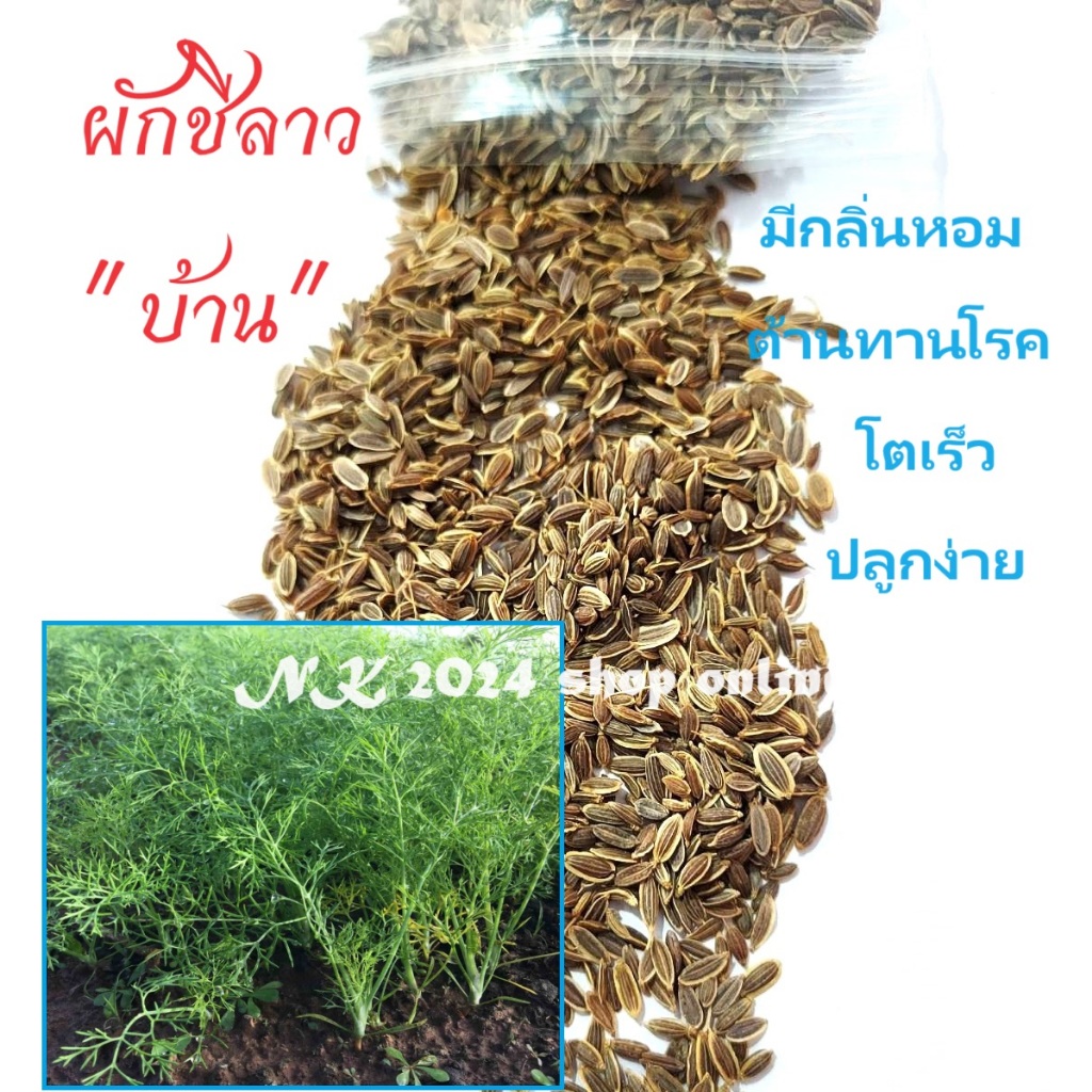เล็ดผักชีลาว ถูกที่สุด น้ไหนัก 100 กรัม(1 ขีด)  เกรด AAA งอกง่าย โตไว กลิ่นหอมมาก เมล็ดใหม่ ไม่ค้างปี