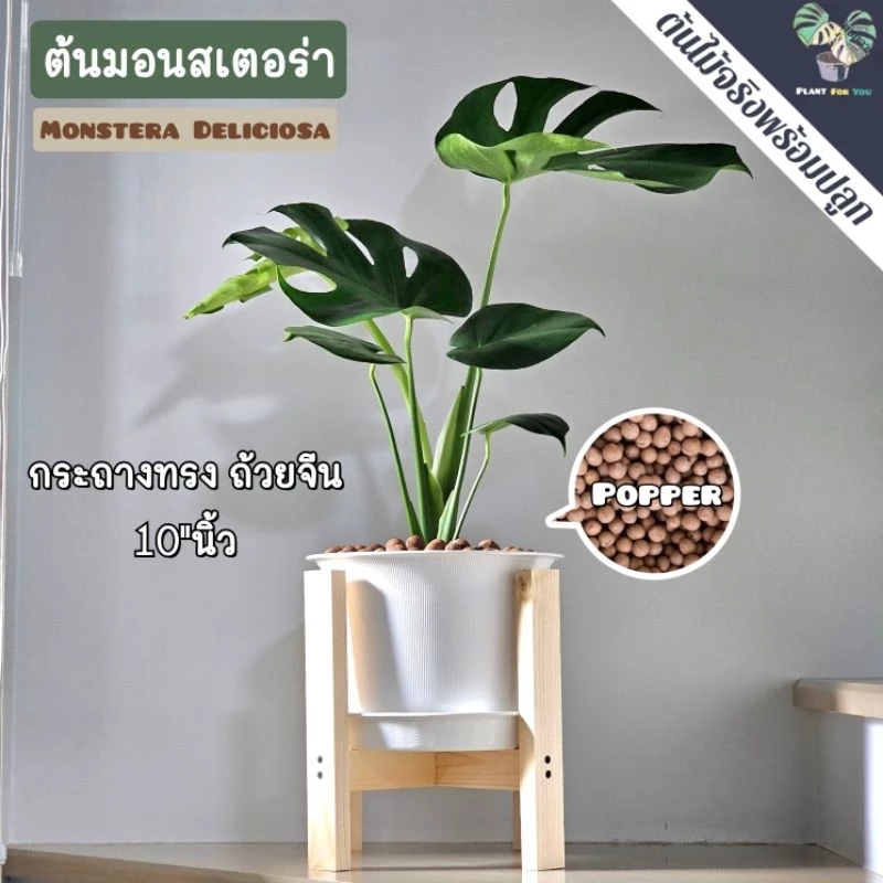 🌲ต้นมอนสเตอร่า"Monstera"ต้นใหญ่ สูง75-85+ซม.พร้อมกระถาง+จานรอง+เม็ดPopper+ขาตั้ง
