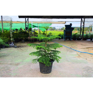 [พร้อมส่ง] ต้นสนฉัตร (Norfolk island pine) ขนาด 70-80cm (ราคาต่อ1ต้น)