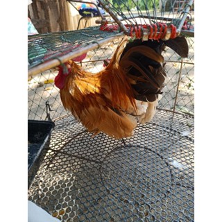 ไข่เชื้อไก่แจ้พ่อสีทองหางดำชุด3ใบแถม1