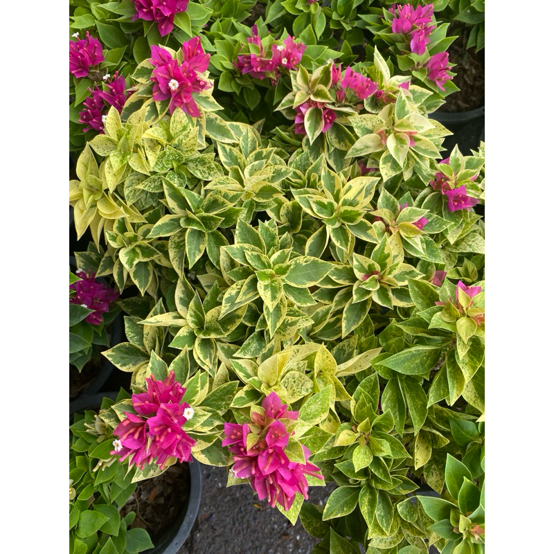 เฟื่องฟ้าสาวิตรีต้นใหญ่ ทรงบอนไซ กระถาง 8 นิ้ว มี 3 สี สีโอรส ชมพู ชมพูเข้ม ใบด่าง จัดส่งทั้งกระถาง