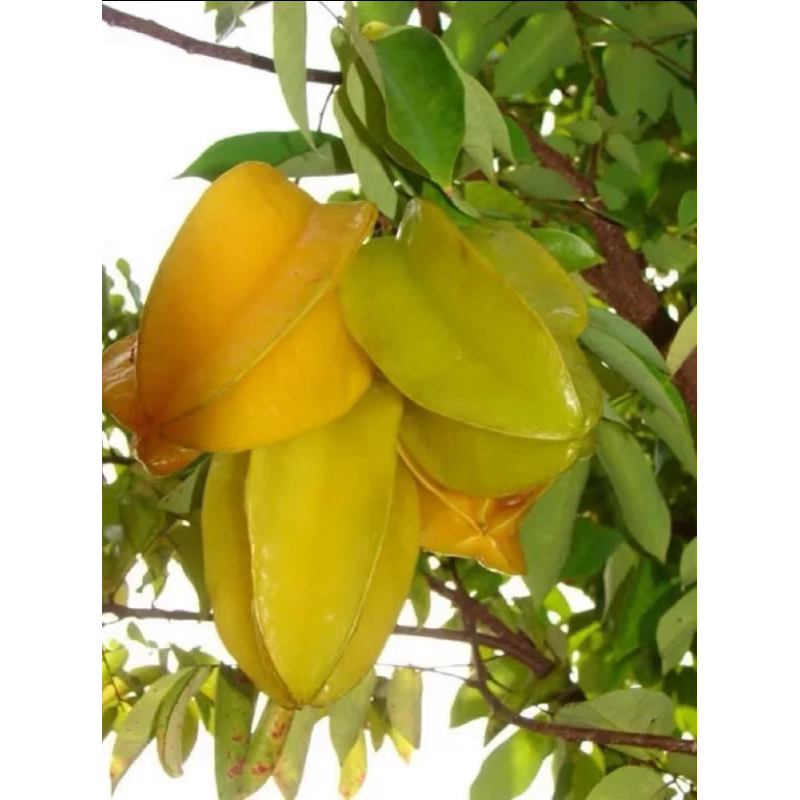 ต้นมะเฟืองหวาน ทาบกิ่ง (สูง 1-1.20 เมตร) ผลใหญ่รสหวานฉ่ำน้ำ ปีเดียวติดผล พร้อมปลูก - รูปที่ 4