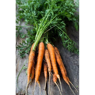 เมล็ดพันธุ์ แครอทจิ๋ว แครอทเบบี้ 300เมล็ด LittleFingers CarrotSeed เมล็ดพันธุ์แท้ นำเข้าจากต่างประเทศ ปลูกผักสวนครัว ดี