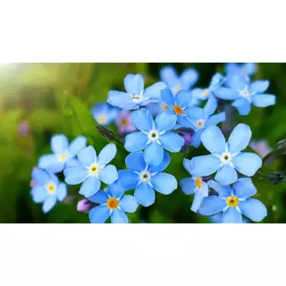 เมล็ดพันธุ์ ดอก ฟอร์เก็ตมีน็อต อย่าลืมฉัน 15 เมล็ด Forget me not เมล็ดพันธุ์แท้ นำเข้าจากต่างประเทศ ปลูกผัก สวนครัว ถูก