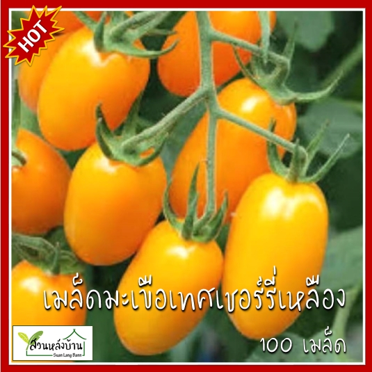 100 เมล็ด มะเขือเทศเชอร์รี่เหลือง เมล็ดมะเขือเทศเชอร์รี่เหลือง มะเขือเทศเชอร์รี่