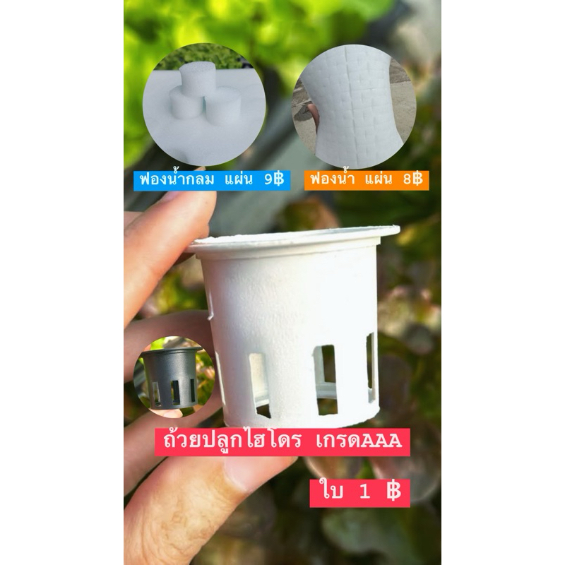 ถ้วยปลูกไฮโดรโปนิกส์ เกรดAAA+ ใบล่ะ 1 บ.